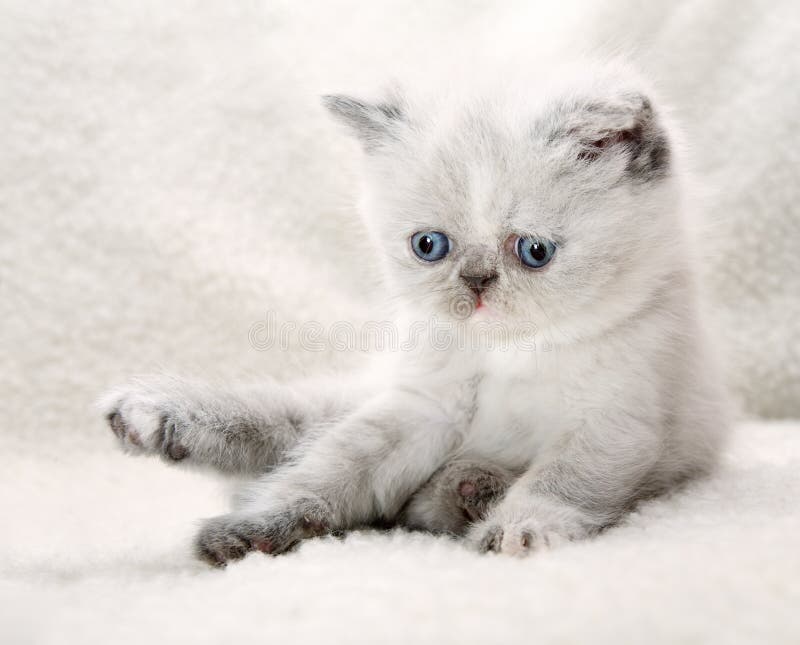Fluffy Blueeyed Kitten Picture. Image 13744795