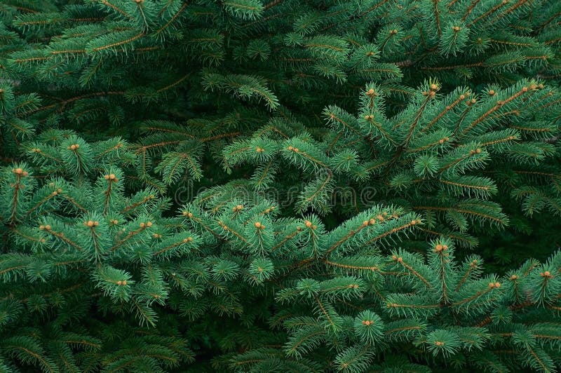 Fluffy branches of evergreen blue Christmas tree with needles in the forest. Green plant needles texture background. Texture