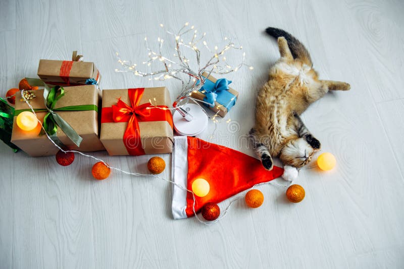 Fluffy British Chinchilla kitten sleeps with its paws up on Santa Claus`s hat among Christmas decorations, top view. The pet