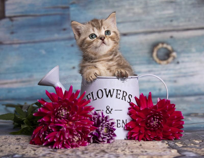 fluffy brovn kitten playing, Cat, animal baby, kitten and flowers