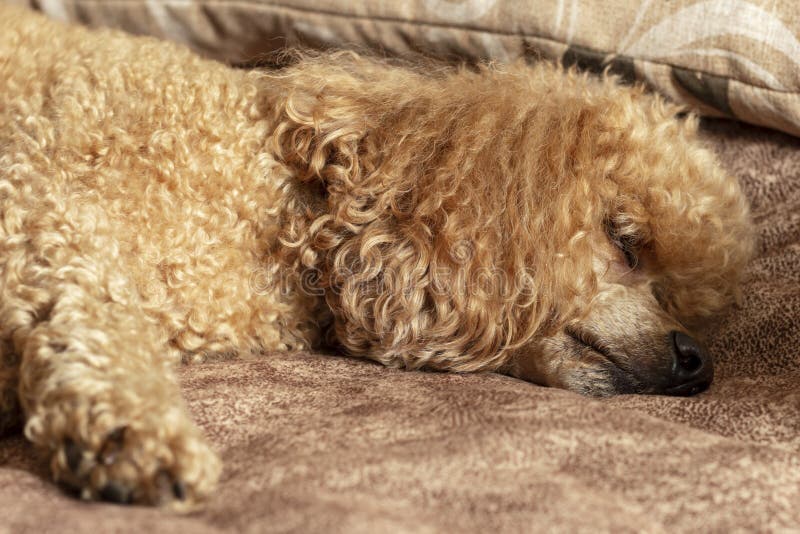 Fluffy Brown Poodle Sleeping on the Bed Stock Image Image of rest