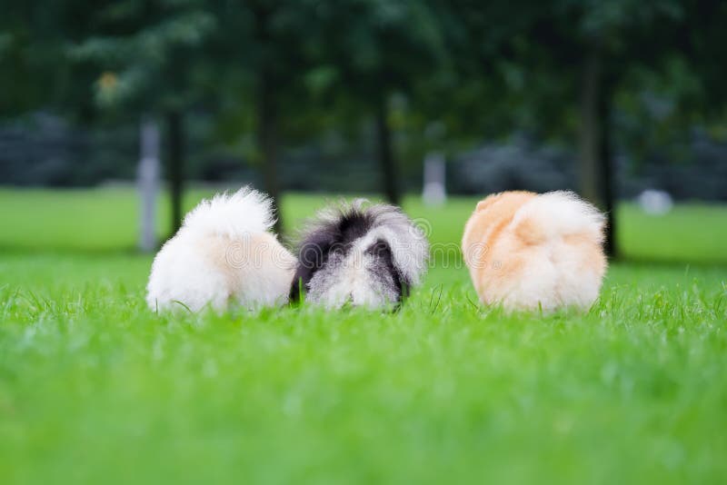 151 Animal Butts Stock Photos - Free & Royalty-Free Stock Photos from Dreamstime 151 Animal Butts Stock Photos - Free & Royalty-Free Stock Photos from Dreamstime