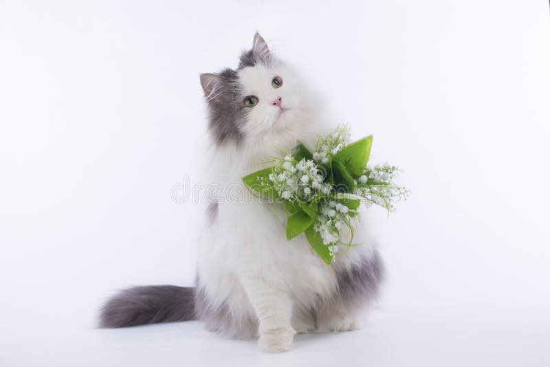 Lilies of the Valley in the Hands of a Man Against the Backdrop of the Forest Stock Image