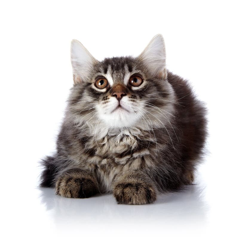 Fluffy Cat Brown Eyes Stock Images - Download 19,398 ...