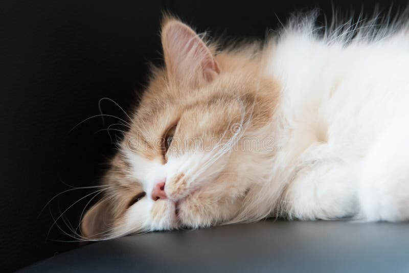 Fluffy cat falling asleep stock photo. Image of mood 57505582