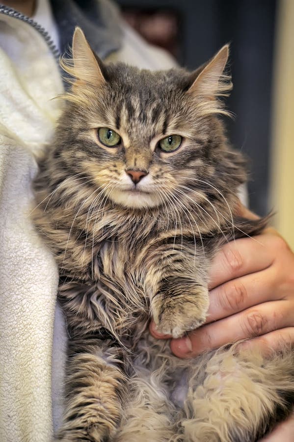 Bellissimo grigio soffice gatto siberiano.