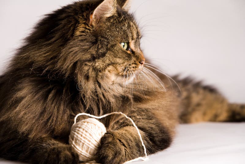 Fluffy cat is holding a rope