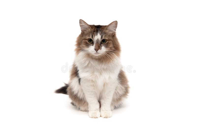 Fluffy cat isolated on a white background. horizontal photo