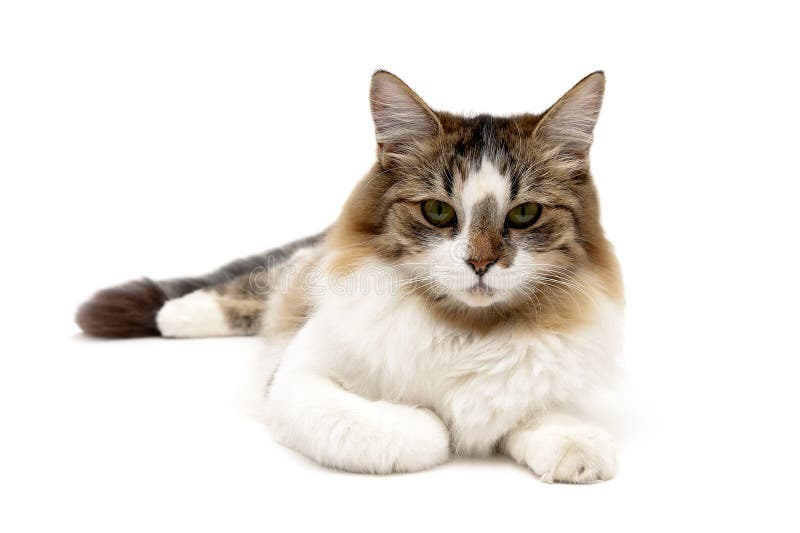 Fluffy cat lies on a white background close-up. horizontal photo.