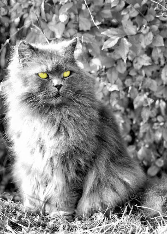 Chiudere in bianco e nero girato di un gatto grigio in posa davanti a un recinto di guardare lontano con gli occhi gialli.
