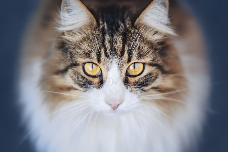 Fluffy Cat Looks at the Camera Stock Photo - Image of nice, staring ...