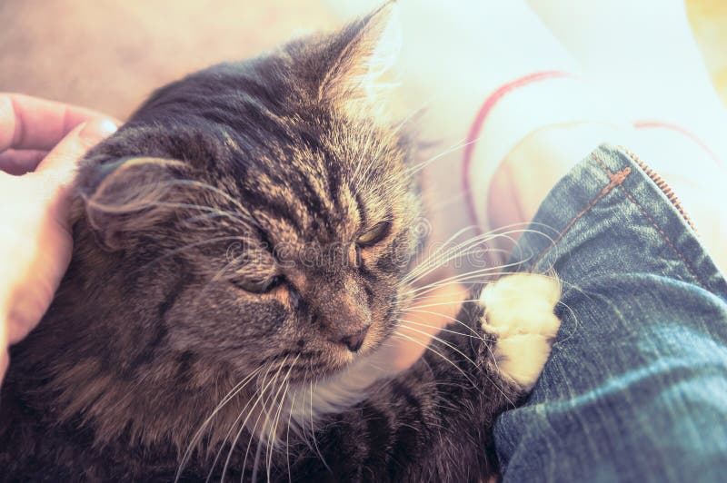 Fluffy cat lying on legs of a woman, close up stock photos Fluffy cat lying on legs of a woman, close up stock photos
