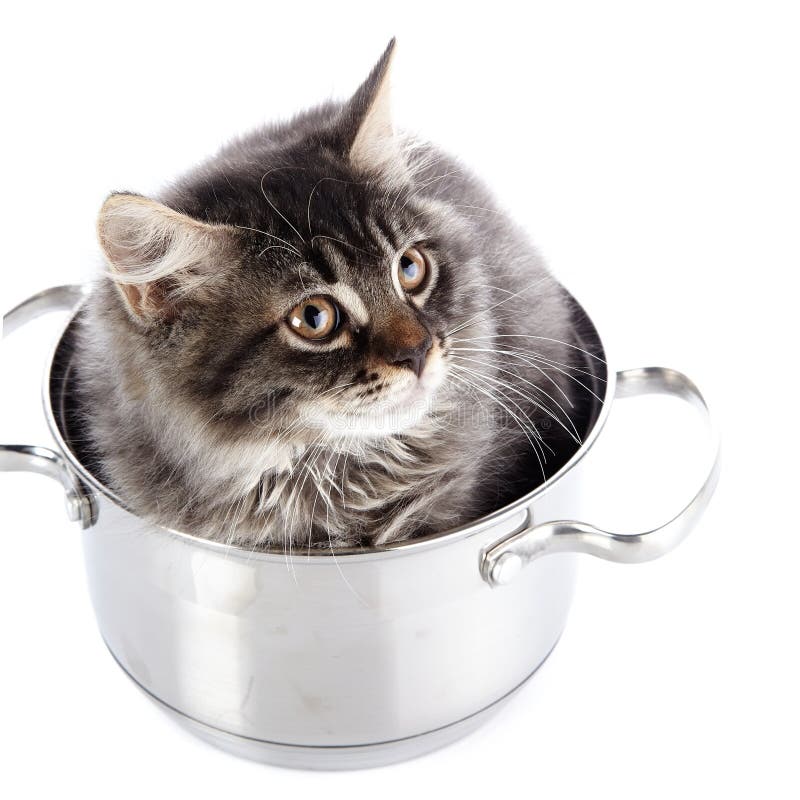 Fluffy cat in a pan. stock image. Image of playful, kitten 33237901