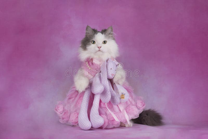 Fluffy cat in a pink dress holds a favorite toy