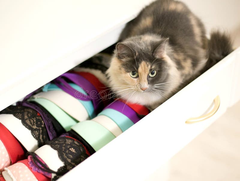 A cat is sitting in an opened cupboard with lingerie.