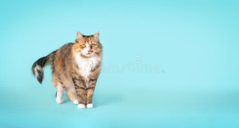 Khám phá bức hình về một chú mèo Torbie sắc màu rực rỡ, rất đáng yêu! Bộ lông màu cam và nâu sậm tạo nên vẻ đẹp rất đặc biệt, cùng với đôi mắt xanh lá cây lấp lánh như ngọc, sẽ khiến bạn cảm thấy vô cùng ngưỡng mộ.