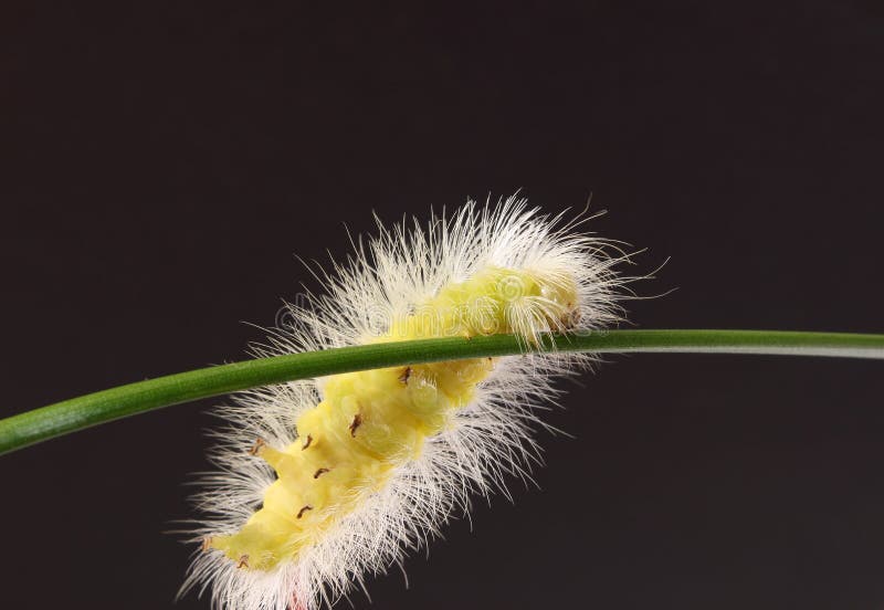 Fluffy caterpillar stock image. Image of green, hairs 28992637