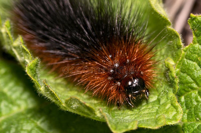 1,134 Fluffy Caterpillar Stock Photos Free & RoyaltyFree Stock