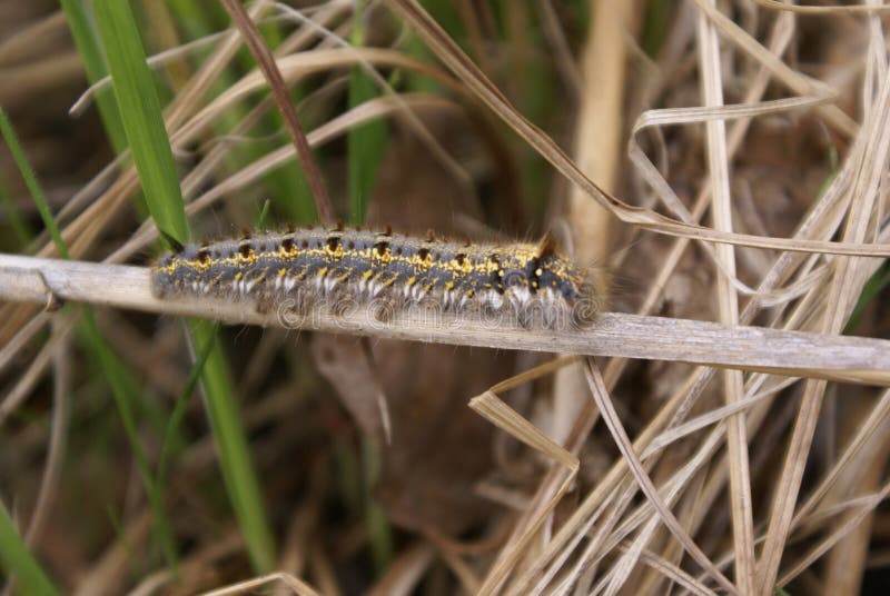 A Fluffy Caterpillar with a Yellow Stripe on Its Back Stock Photo