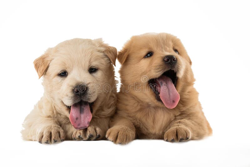 Fluffy Chow-chow puppy, isolated