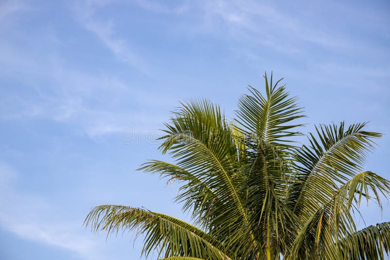 Fluffy Coco Palm Tree Leaf on Sky Background. Palm Pink Toned Photo ...