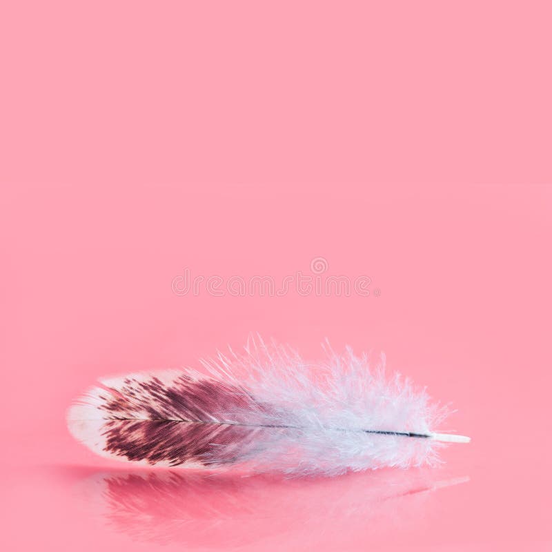 Fluffy colorful feather on pink background. Beautiful fluffy bird plumage pattern. Shallow depth of field selective stock photo Fluffy colorful feather on pink background. Beautiful fluffy bird plumage pattern. Shallow depth of field selective stock photo