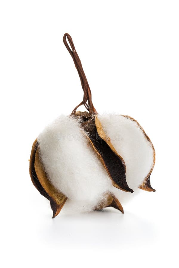 Fluffy Cotton Ball of Cotton Flower on a White Background Stock Image