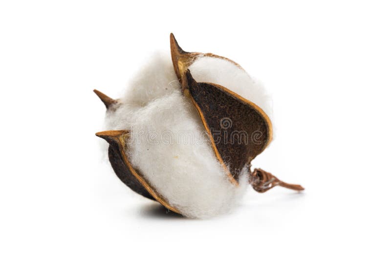 Fluffy Cotton Ball of Cotton Flower on a White Background Stock Image
