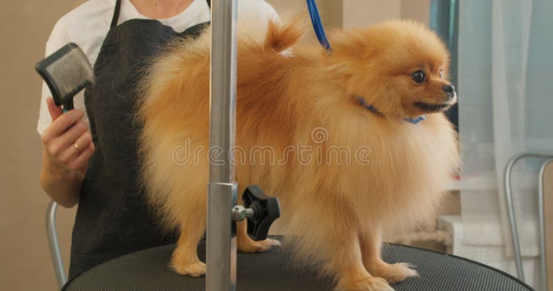 Fluffy Cute Pomeranian Dog getting groomed at salon.