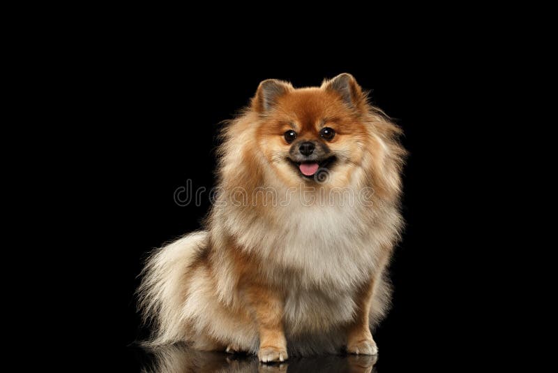 Fluffy Cute Red Pomeranian Spitz Dog Sitting and Looking in Camera isolated on Black Background, Front view. Fluffy Cute Red Pomeranian Spitz Dog Sitting and Looking in Camera isolated on Black Background, Front view