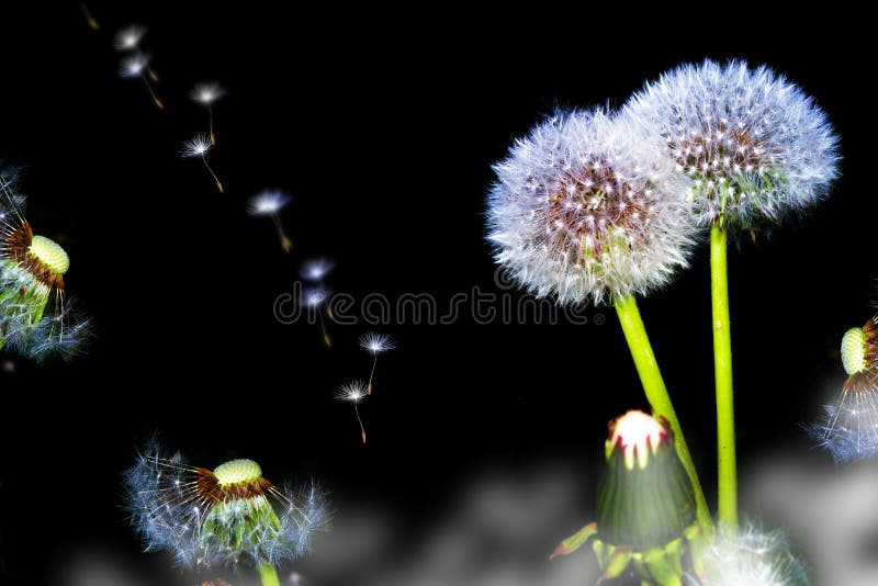 Fluffy dandelion flower. nature