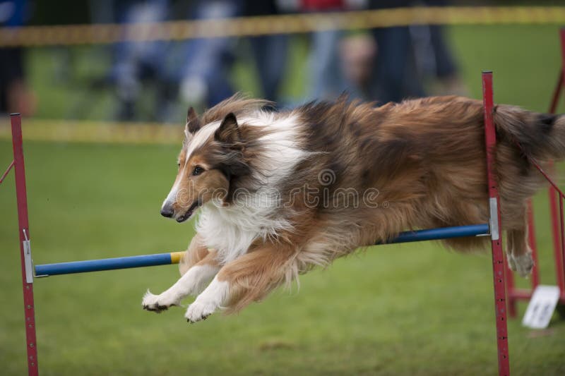 Cute, fluffy purebred dog Rough Collie jumping agility. Cute, fluffy purebred dog Rough Collie jumping agility.