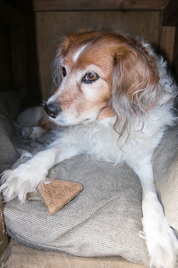 Fluffy Dog Kennel Dog Biscuit Stock Photos Free & RoyaltyFree Stock