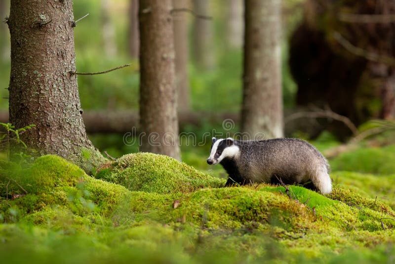 Fluffy european badger looking in enchanting forest with green moss