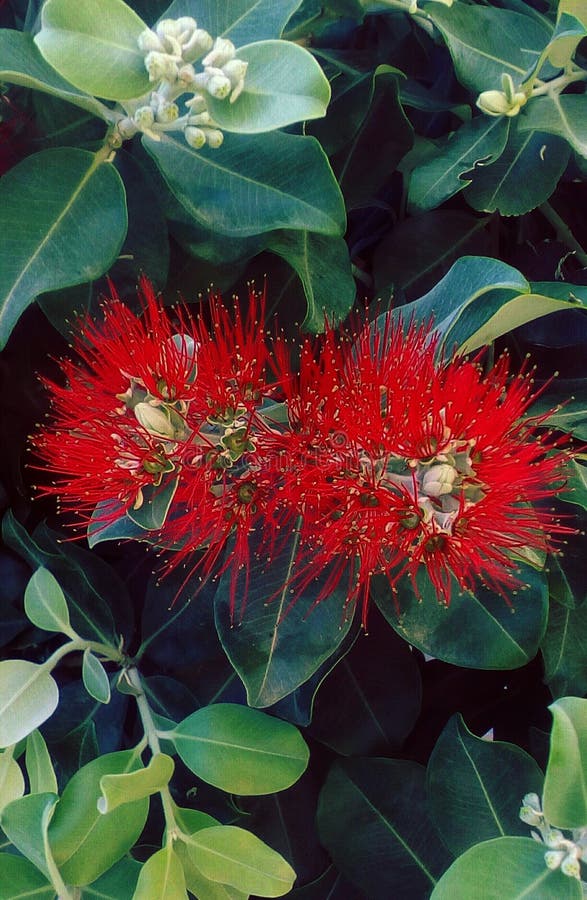 Fluffy exotic flowers