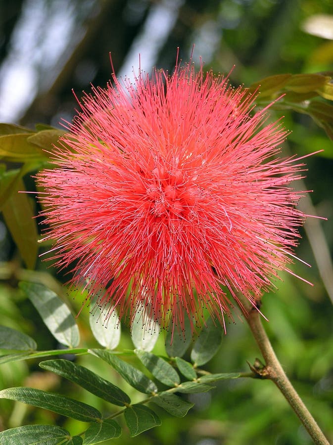 Fluffy Flower stock image. Image of plant, fluff, flora - 629785