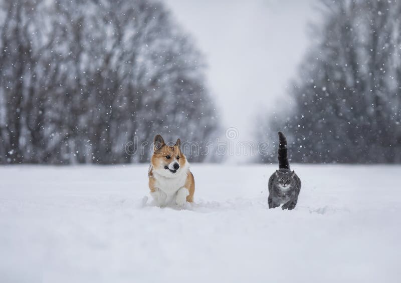 Fluffy friends funny striped cat and corgi dog run through deep snow in winter park