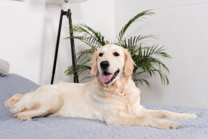 Fluffy Golden Retriever Dog Lying on Bed Stock Photo Image of bedroom