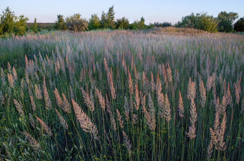 Tall Fluffy Grass Stock Images Download 1,181 Royalty Free Photos