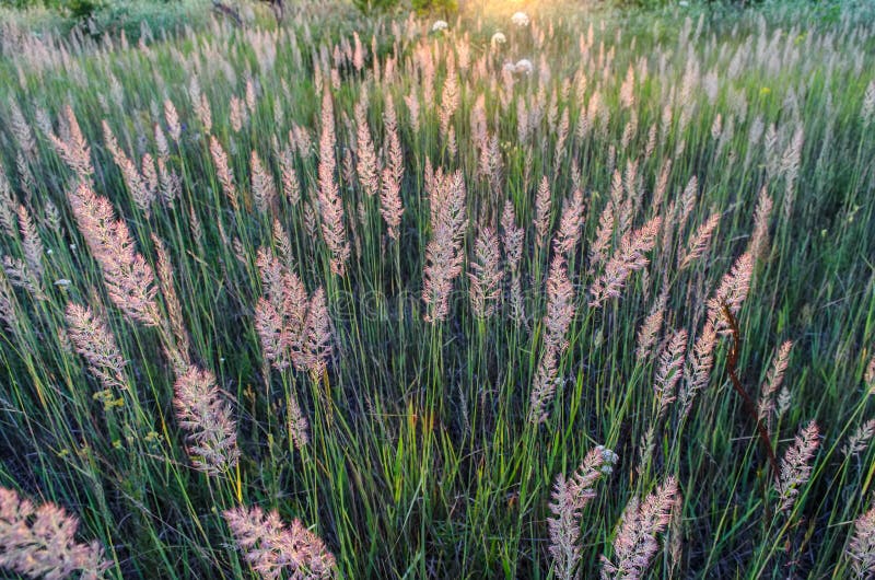 Tall Fluffy Grass Stock Images Download 1,181 Royalty Free Photos