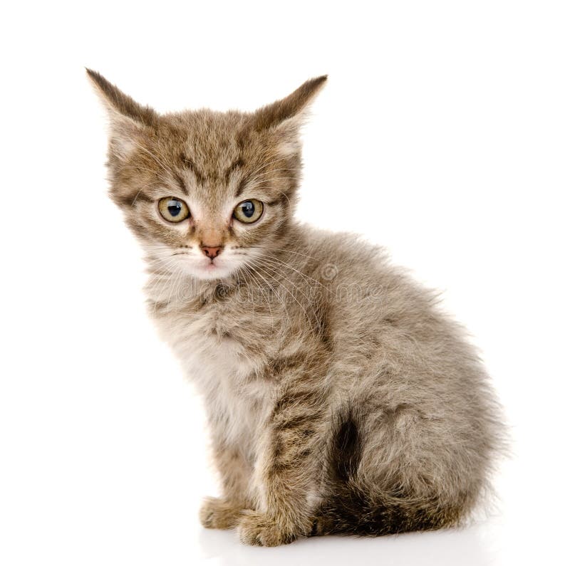 Fluffy gray beautiful kitten. isolated on white background.