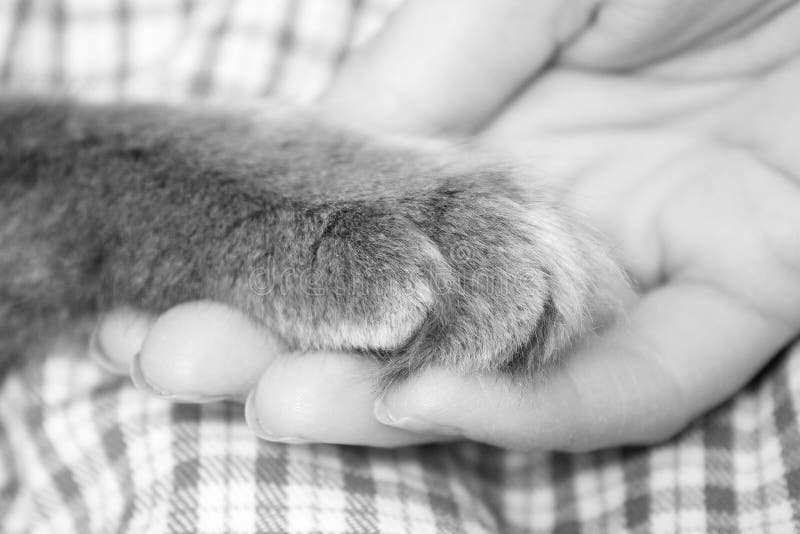 Fluffy gray kitten paw in the women's palm, hand