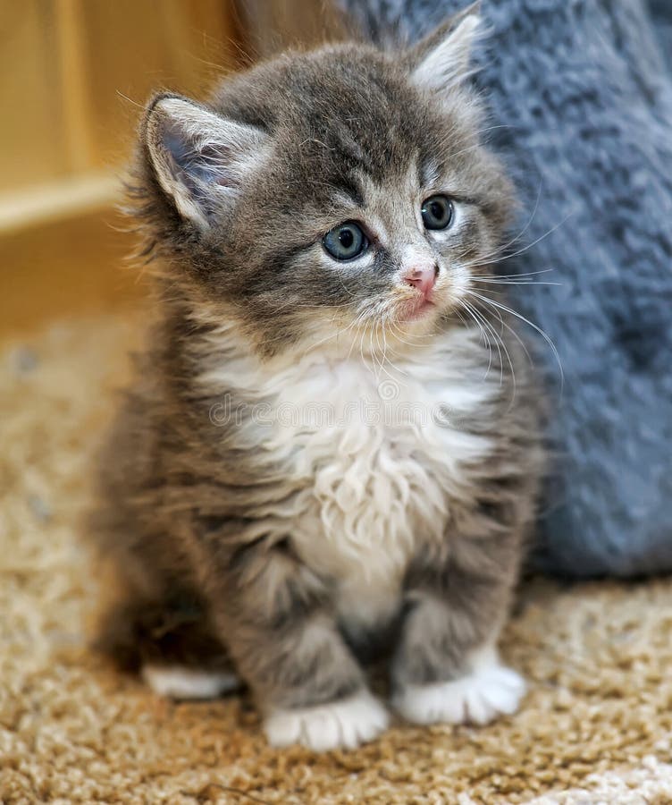 Fluffy gray and white kitten