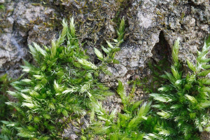 Fluffy Green Moss on the Bark Stock Image - Image of design, close ...