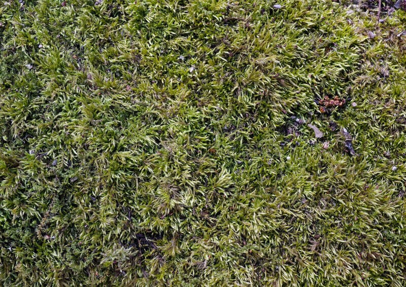 Fluffy green moss stock photo. Image of outdoors, branch 49004458