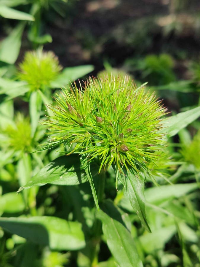Fluffy green plant stock photo. Image of fluffy, green 274563164
