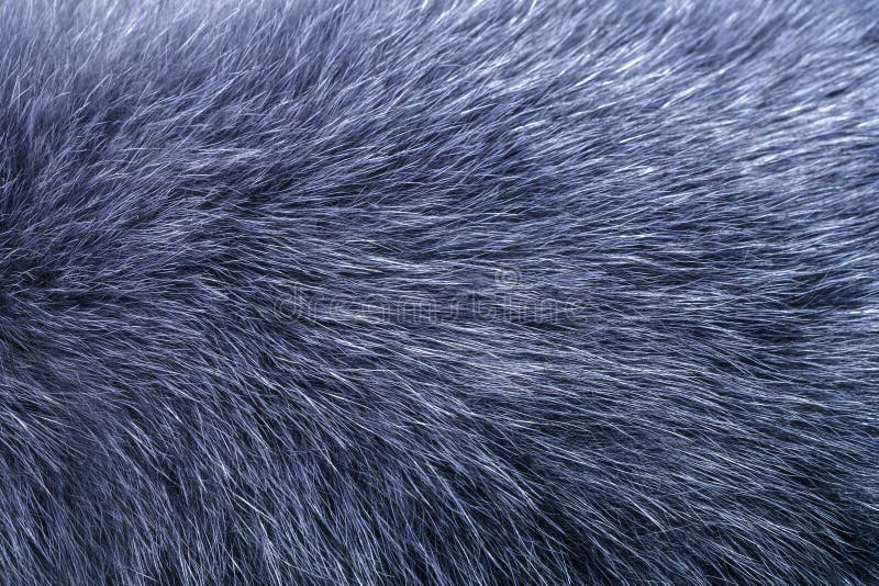 Fluffy Grey Fur Texture or Background Stock Photo - Image of furry