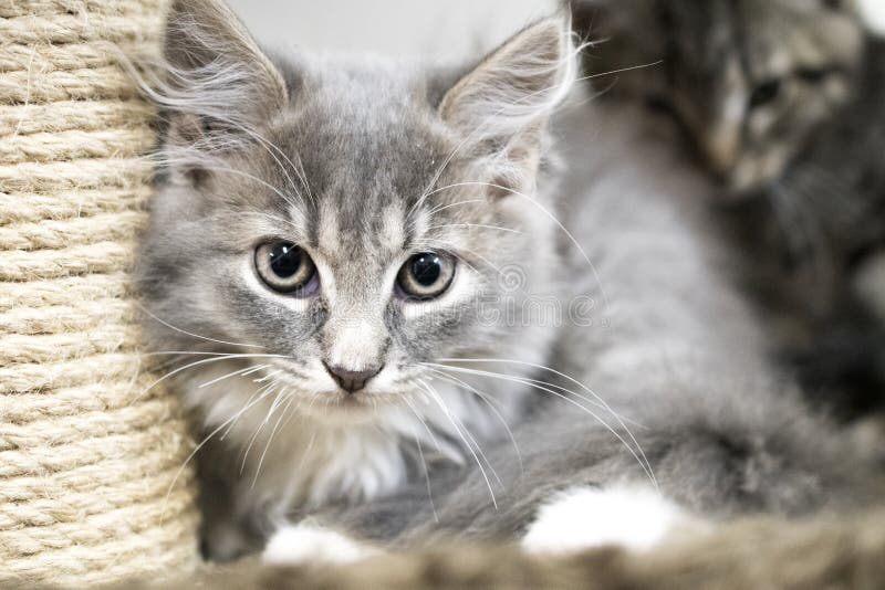 female tabby kitten female tabby kitten