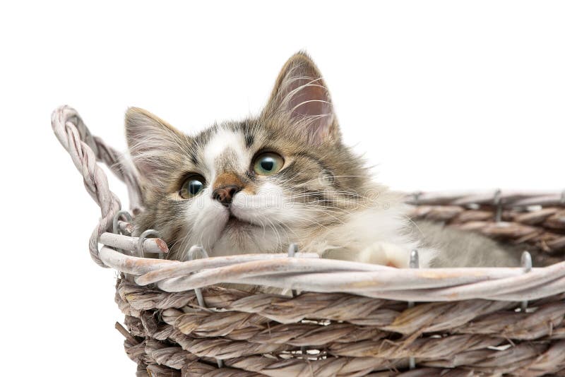 Fluffy kitten lying in a basket on a white background stock image Fluffy kitten lying in a basket on a white background stock image