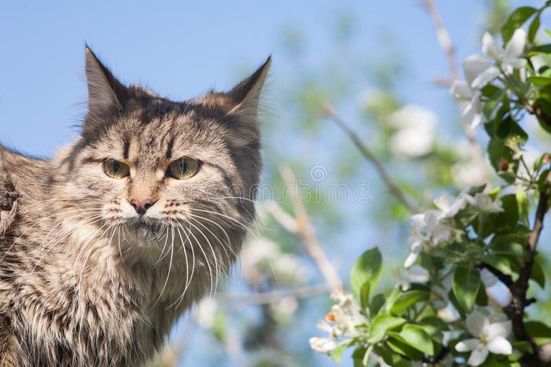 The Blue Apple - Blossomkitty